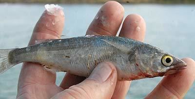 Yellow-eye mullet FishnHunt New Zealands Famous Hunting and Fishing Forum Since 1995