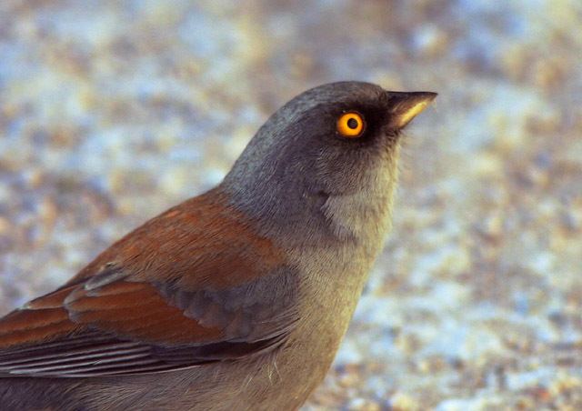 Yellow-eyed junco Yelloweyed Juncos Bright Eyes BirdNote