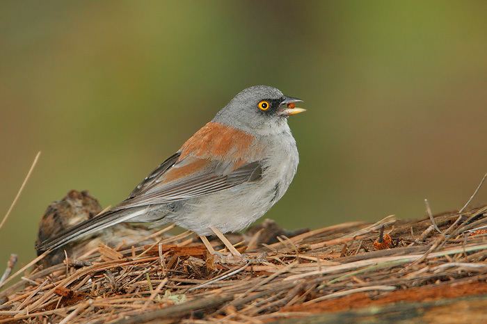 Yellow-eyed junco wwwtringaorgimages9108YelloweyedJunco0819