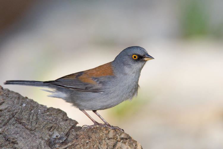 Yellow-eyed junco Yelloweyed Junco Audubon Field Guide