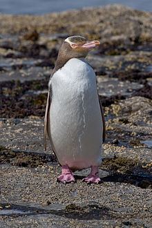 Yellow-eyed penguin httpsuploadwikimediaorgwikipediacommonsthu