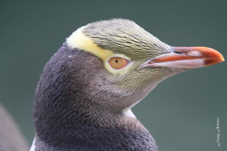 Yellow-eyed penguin Yelloweyed penguin New Zealand Birds Online