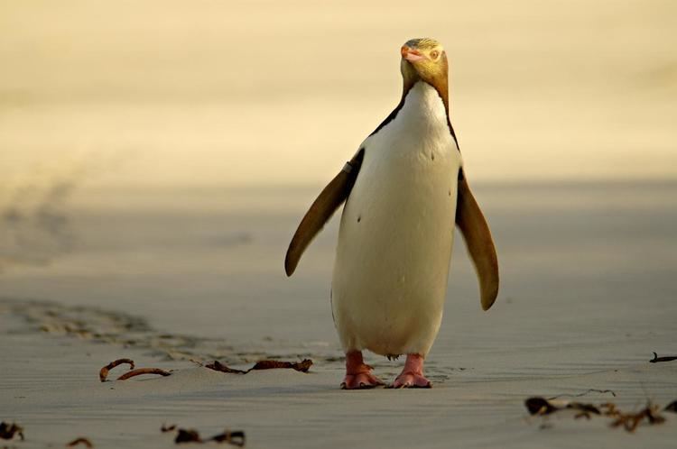 Yellow-eyed penguin Yelloweyed penguin New Zealand Birds Online