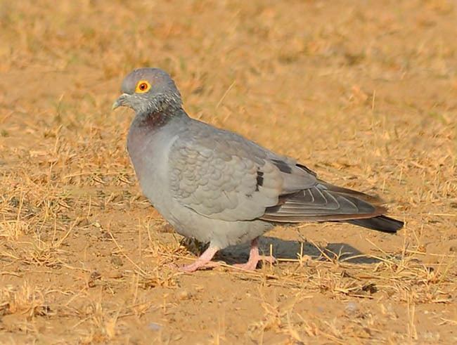 Yellow-eyed pigeon Oriental Bird Club Image Database Yelloweyed Pigeon Columba