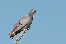 Yellow-eyed pigeon httpsuploadwikimediaorgwikipediacommonsthu