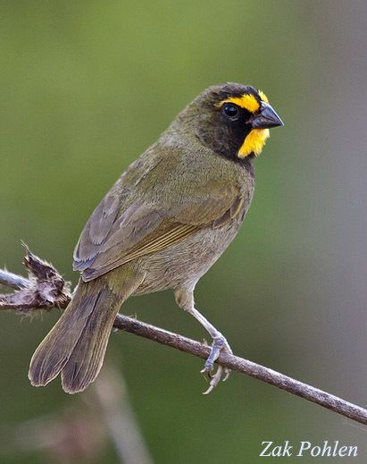 Yellow-faced grassquit Yellowfaced Grassquit Tiaris olivaceus Species Information and