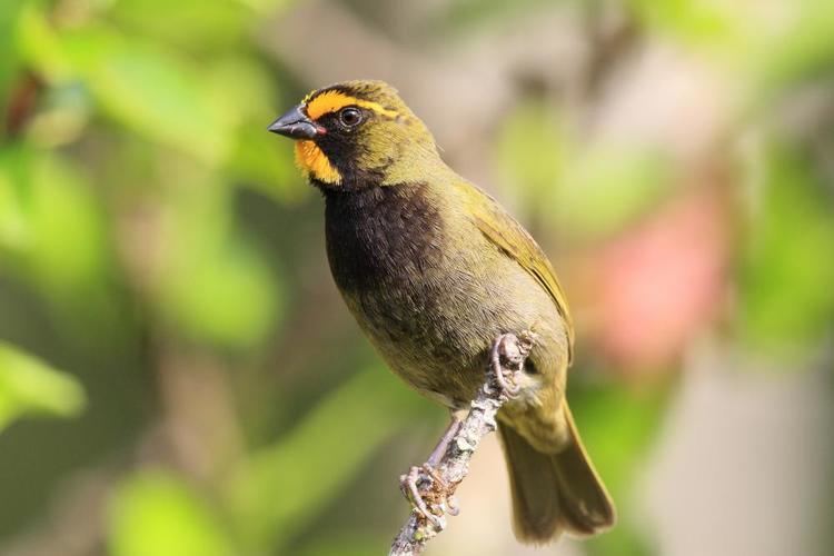 Yellow-faced grassquit Yellowfaced Grassquit Tiaris olivaceus videos photos and sound