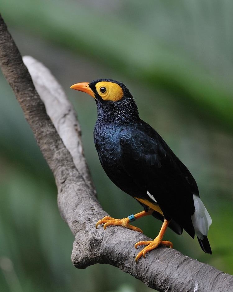 Yellow-faced myna The Amazing Life CameraCritters 86 Yellowfaced Myna Mino dumontii
