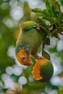 Yellow-faced parrot Yellowfaced parrot Wikipedia