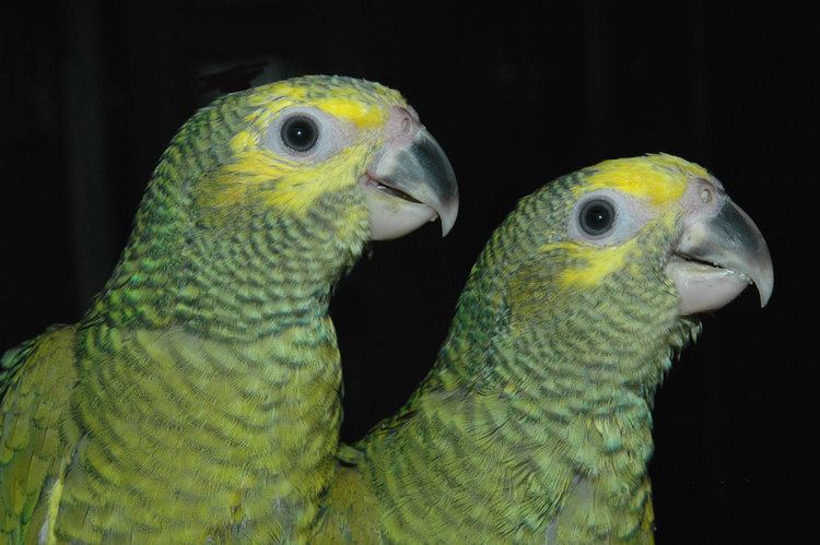 Yellow-faced parrot YellowFaced Amazons from Aves International