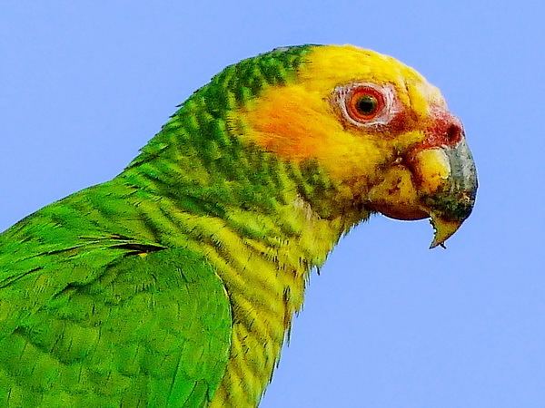 Yellow-faced parrot iGoTerra