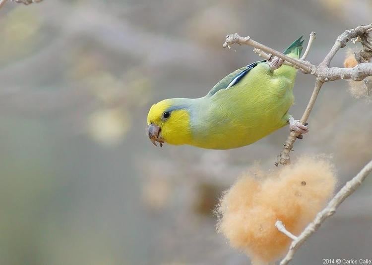 Yellow-faced parrotlet Yellowfaced Parrotlet Forpus xanthops videos photos and sound