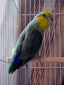 Yellow-faced parrotlet httpsuploadwikimediaorgwikipediacommonsthu