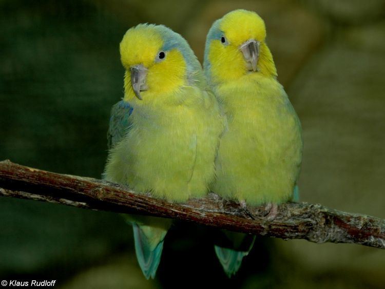 Yellow-faced parrotlet 17 Best images about The Aviary on Pinterest Scarlet Turquoise