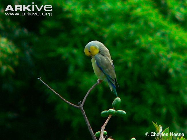 Yellow-faced parrotlet Yellowfaced parrotlet videos photos and facts Forpus xanthops