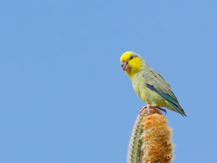 Yellow-faced parrotlet Photos of Yellowfaced Parrotlet Forpus xanthops the Internet