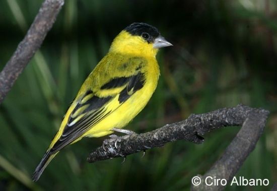 Yellow-faced siskin Yellowfaced Siskin BirdForum Opus