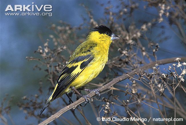 Yellow-faced siskin Yellowfaced siskin videos photos and facts Carduelis yarrellii