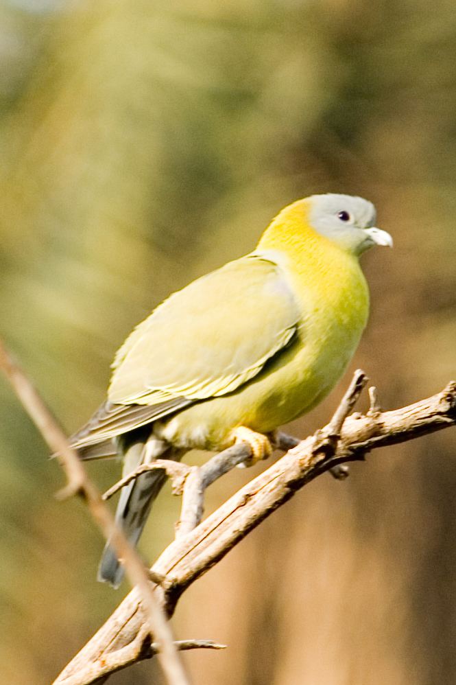 Yellow-footed green pigeon FileYellowfooted green pigeon Treron phoenicoptera 2156066524