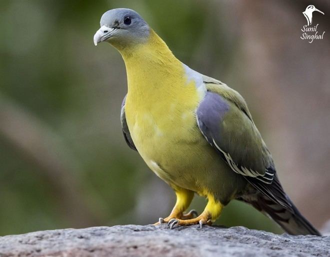 Yellow-footed green pigeon Oriental Bird Club Image Database Yellowfooted Green Pigeon