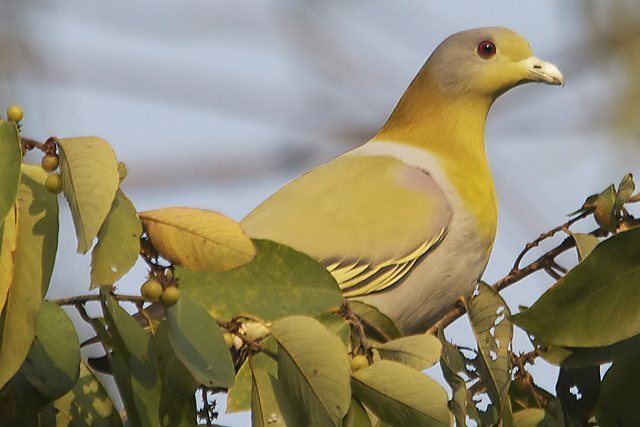 Yellow-footed green pigeon Oriental Bird Club Image Database Yellowfooted Green Pigeon