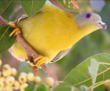 Yellow-footed green pigeon State bird of Maharashtra complete detail updated