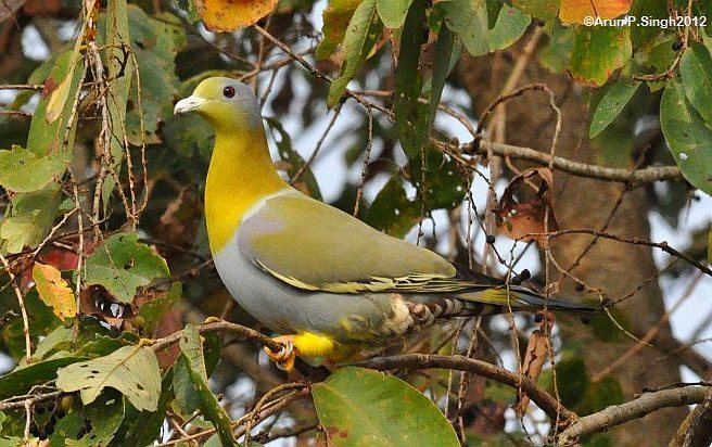 Yellow-footed green pigeon Oriental Bird Club Image Database Yellowfooted Green Pigeon