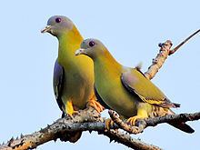 Yellow-footed green pigeon httpsuploadwikimediaorgwikipediacommonsthu