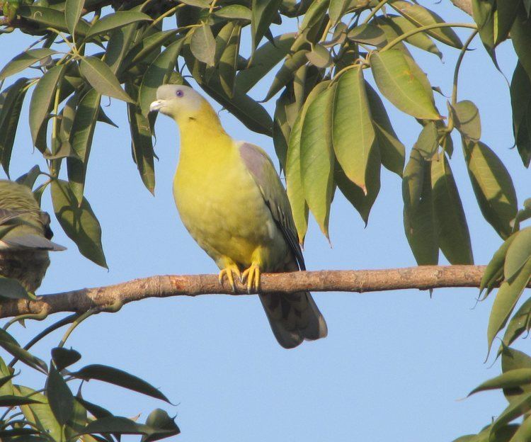 Yellow-footed green pigeon Birding further afield Greater Kailash 1 New Delhi