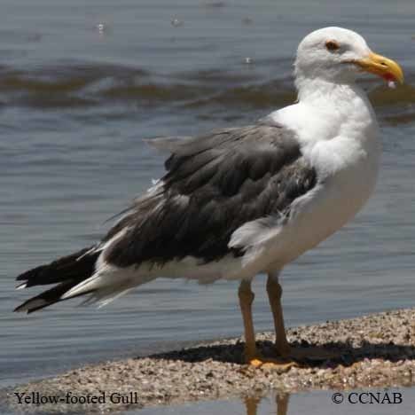 Yellow-footed gull Yellowfooted Gull North American Birds Birds of North America