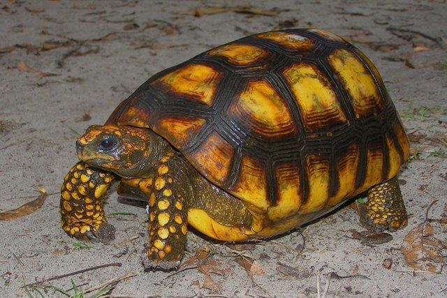 Yellow-footed tortoise GC612N3 55 Yellow Foot Tortoise Unknown Cache in Florida United
