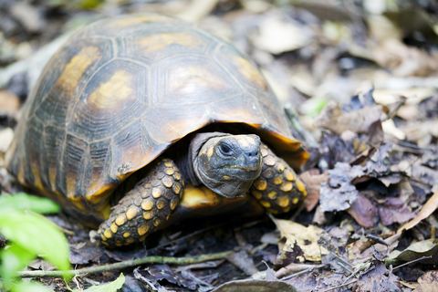 Yellow-footed tortoise Yellow Foot Tortoise for Sale Reptiles for Sale