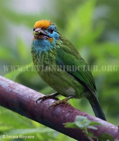 Yellow-fronted barbet Ceylon Bird Club Birds of Sri Lanka sri lankan birds endemic