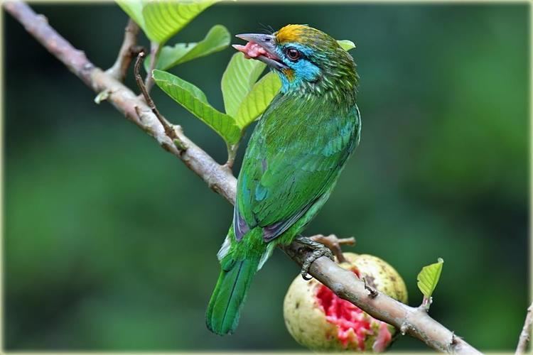 Yellow-fronted barbet Photos of Yellowfronted Barbet Psilopogon flavifrons the