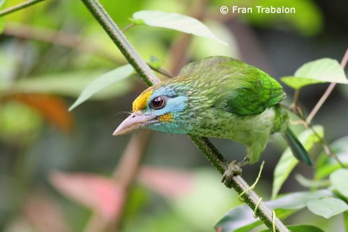 Yellow-fronted barbet Yellowfronted Barbet Psilopogon flavifrons videos photos and