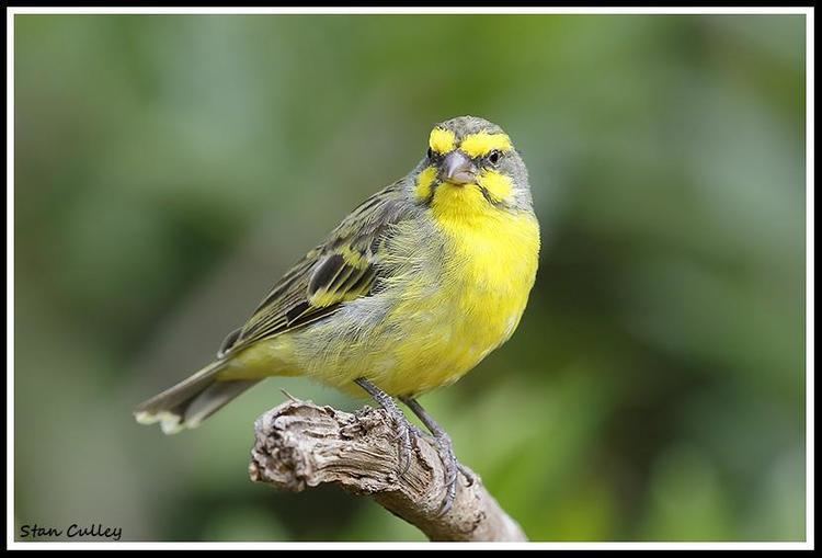 Yellow-fronted canary Yellowfronted Canary Crithagra mozambica videos photos and sound