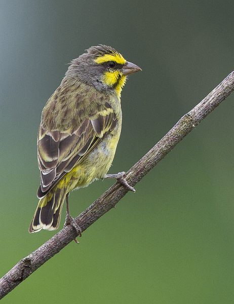 Yellow-fronted canary Oriental Bird Club Image Database Yellowfronted Canary Serinus