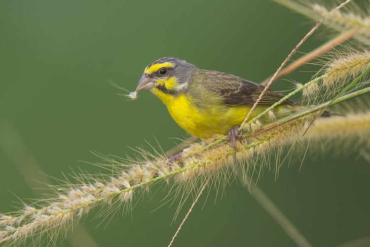 Yellow-fronted canary Yellowfronted Canary in Singapore Francis Yap Nature Photography