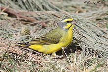 Yellow-fronted canary Yellowfronted canary Wikipedia