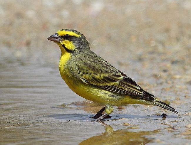 Yellow-fronted canary orientalbirdimagesorgimagesdatayellowfrontedc