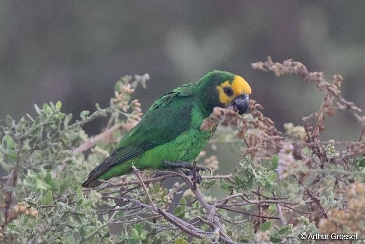 Yellow-fronted parrot Yellowfronted Parrot Poicephalus flavifrons videos photos and