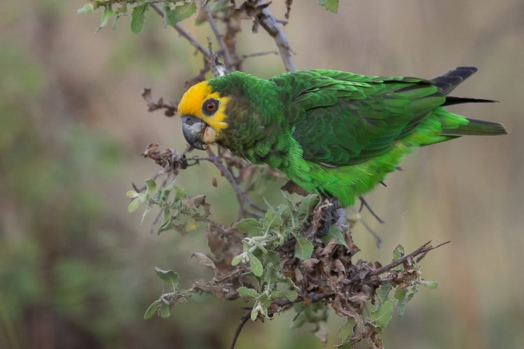 Yellow-fronted parrot yellowfronted parrot Poicephalus flavifrons photo Wim de Groot