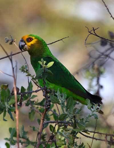 Yellow-fronted parrot 01271bfede0954168758da1041207dde8e2d0a75af6fbedeb
