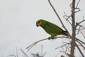 Yellow-fronted parrot Yellowfronted parrot Wikipedia