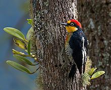 Yellow-fronted woodpecker Yellowfronted woodpecker Wikipedia