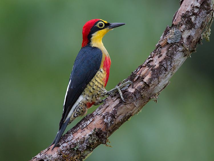 Yellow-fronted woodpecker httpssmediacacheak0pinimgcomoriginals3f