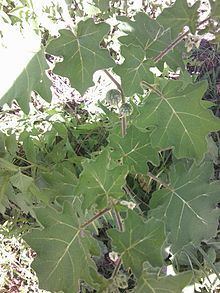 Yellow-fruit nightshade httpsuploadwikimediaorgwikipediacommonsthu