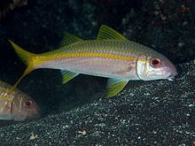 Yellow goatfish httpsuploadwikimediaorgwikipediacommonsthu