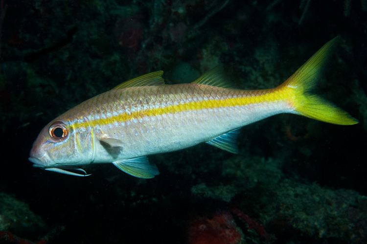 Yellow goatfish Yellow Goatfish Mulloidichthys martinicus Utila Hondur Flickr