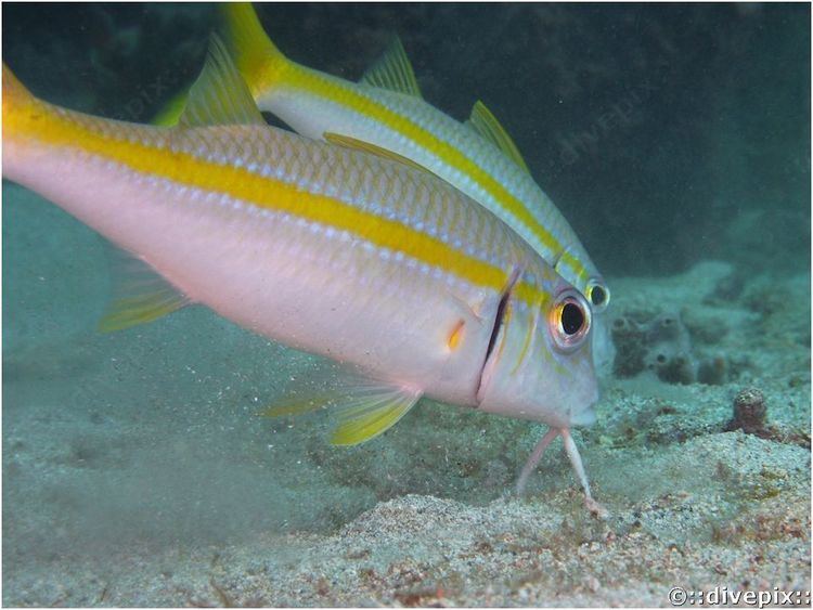 Yellow goatfish divepix Yellow Goatfish